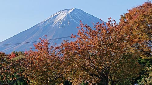 >丸弥荘庭からの富士山。紅葉もきれいです。（１０月３１日撮影）