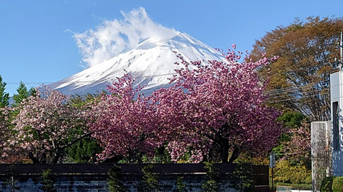 丸弥荘庭から見える八重桜と富士山（５月２日撮影)
