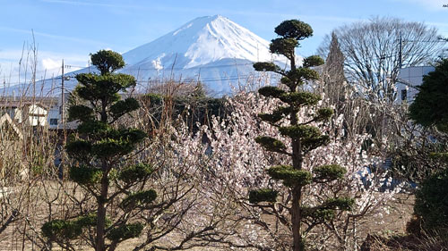 丸弥荘庭から見えるサクランボの花と富士山（４月１日撮影)