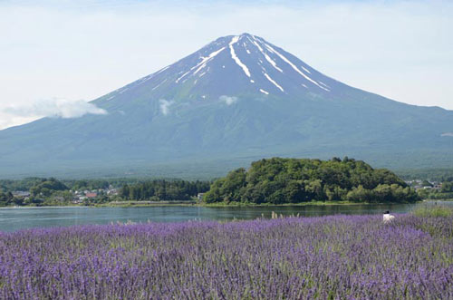 ラベンダーと富士山（大石公園)