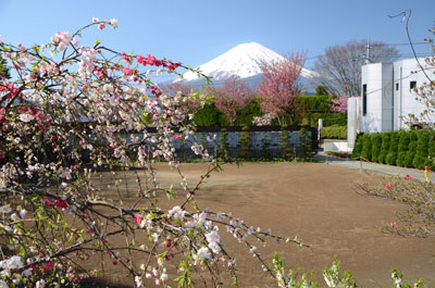 丸弥荘庭の枝垂れ桃、八重桜と富士山
